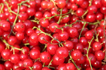 Red Currant, Currant, or common or garden currant (Ribes rubrum) - deciduous shrub with red edible berries
