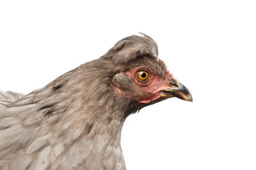 Closeup Gray Chicken Head Curious Looks Isolated on White Background in Profile view