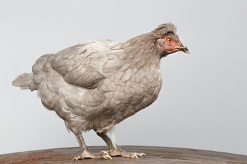 Gray Chicken Standing on Wood floor and Curious Looks Isolated White Background in Profile view