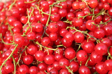 Red Currant, Currant, or common or garden currant (Ribes rubrum) - deciduous shrub with red edible berries