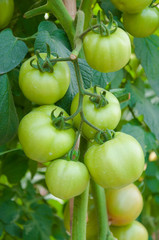 fresh Cherry Tomatoes green in the garden ,Plant Tomatoes (selective focus)