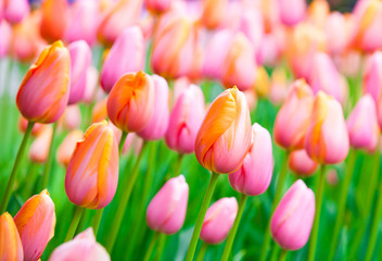 Beautiful pink tulips growing in fields