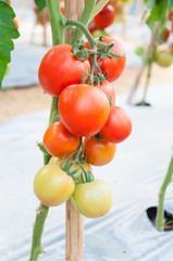 fresh Cherry Tomatoes in the garden ,Plant Tomatoes (selective focus)