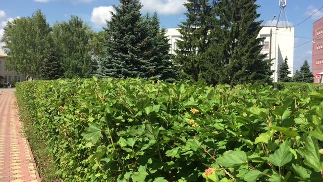 Кусты городской аллеи