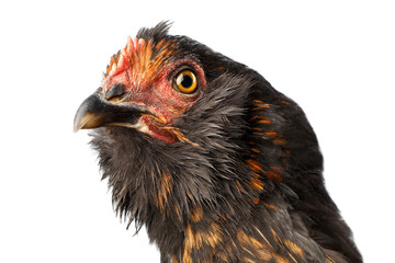 Closeup Head of Brown with Ginger Chicken Curious Looks Isolated on White Background in Profile view