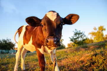 The young calf outdoor on the field evening 