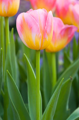 Colorful pink tulips flowers,The blooming of tulip,The beautiful blooming tulips in garden