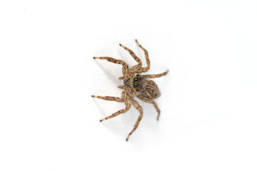 Jumping spider on White background
