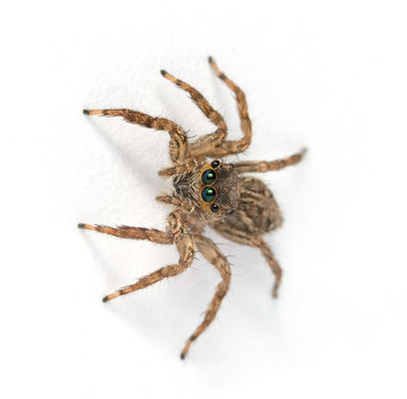 Jumping spider on White background
