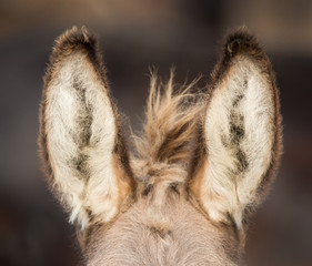 Vooraanzicht van de oren van de ezel