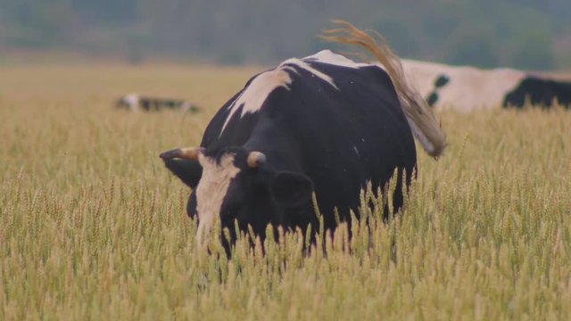 Cow eats grass on the meadow of wheat