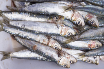 Obraz premium Fresh raw sardines in a white polystyrene food box isolated on w
