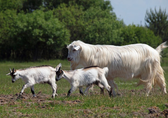 The family of goats moves on a pasture