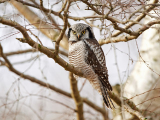 Northern Hawk Owl (Surnia ulula)