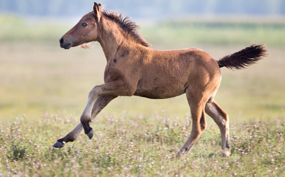 Foal Running On Meadow