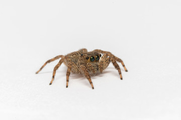 Jumping spider on White background
