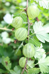 Gooseberry, reject, European (Ribes uva-crispa) with berries