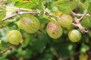 Gooseberry, reject, European (Ribes uva-crispa) with berries