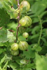 Gooseberry, reject, European (Ribes uva-crispa) with berries