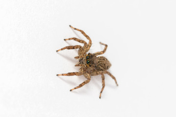 Jumping spider on White background
