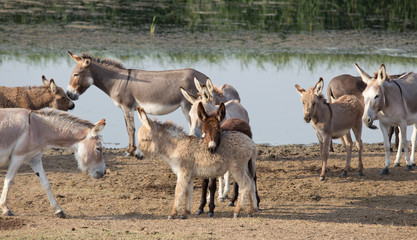 Donkeys beside pond
