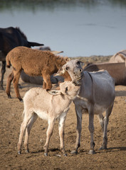 Donkey family moment
