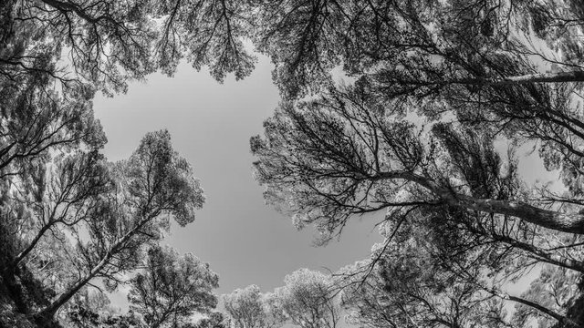 timelapse looking through pine trees to the clouds in the sky, mallorca