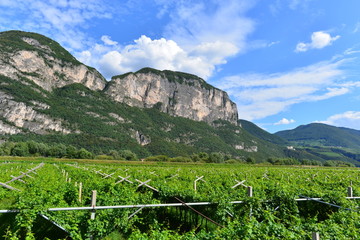 Obstplantagen in Südtirol Bozen