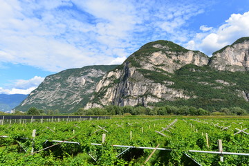 Obstplantagen in Südtirol Bozen