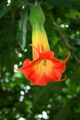 Jasmintrompete