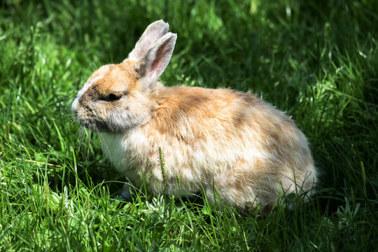 Osterhase