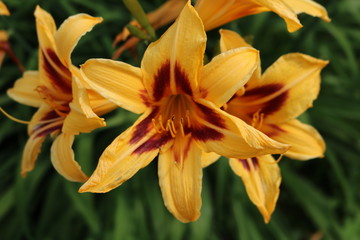 Fototapeta na wymiar Lily - plants perennial grasses, bulbs equipped with a large bright fragrant flowers