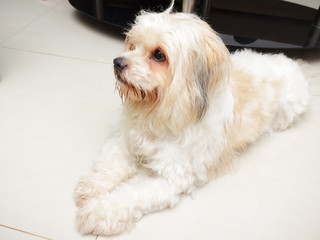 Bushy Haired Dog Poses