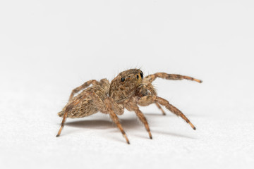 small jumping spider on a white background
