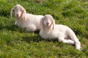 Two Lambs looking