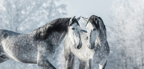 Two thoroughbred gray horses in winter forest.