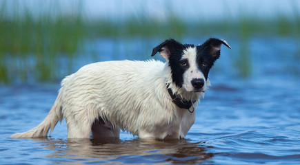 Spotty puppy of mongrel standing in water on the seashore.