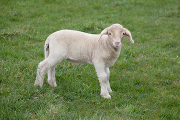 Fototapeta premium Lamb