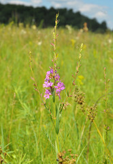 Chamerion angustifolium, commonly known as fireweed, great willowherb, rosebay willowherb, is a perennial herbaceous tea plant. Herbal tea.