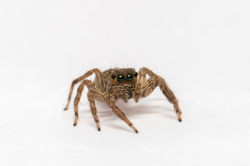 small jumping spider on a white background
