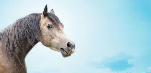 Foto auf Glas Beautiful horse head of gray horse on blue sky background, banner © VICUSCHKA