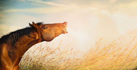 Beautiful horse head of  smiling horse on  summer or autumn field grass and sky background, banner