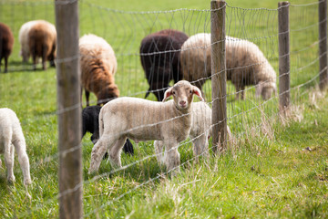 Lamb behind fence