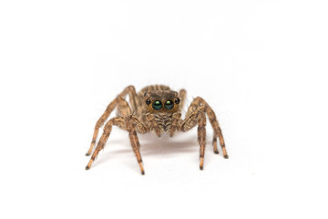 small jumping spider on a white background
