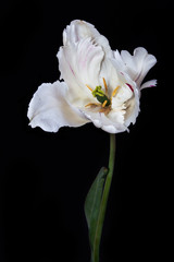 Naklejka na ściany i meble white tulip