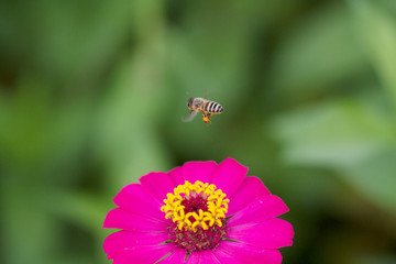 Flying bee and flowers