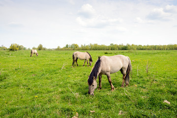 Fototapeta na wymiar Three Konik horses grazing in a Dutch nature reserve