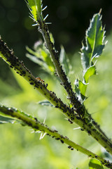 Aphids on a thistle.