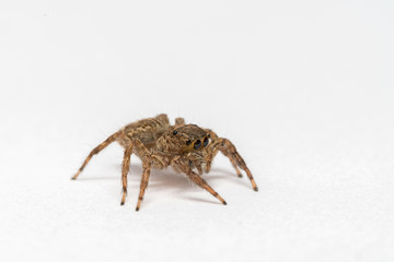 small jumping spider on a white background
