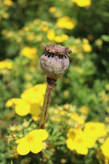 Poppy (Papaver) - a decorative garden plant opium